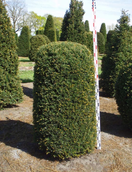 Taxus Baccata