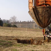 Historic Oak transplanting