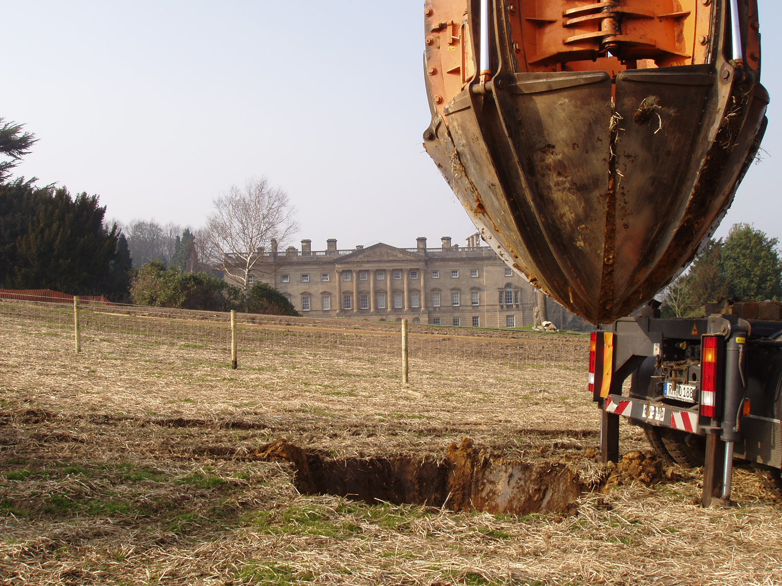 Historic Oak transplanting