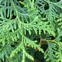 Thuja hedge detail