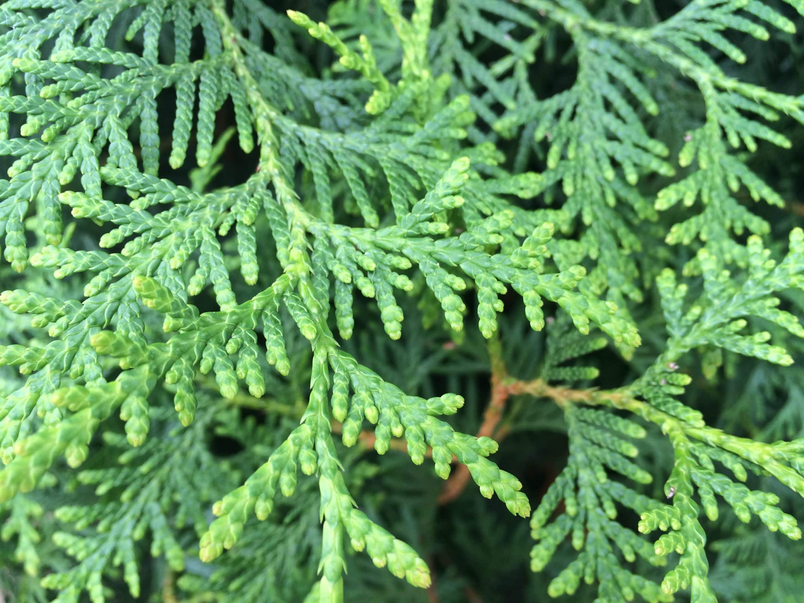 Thuja hedge detail