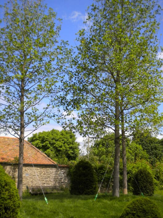 Large specimen Liriodendron tulipifera (Tulip Tree)