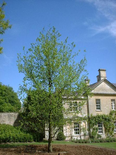 Quercus robur (English Oak)