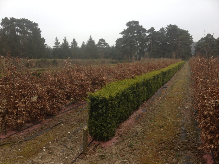 Box hedge being grown at the Elveden Estate
