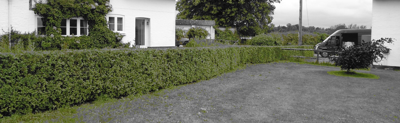 image of a box instant hedge installed out the front of a house