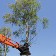 Tree shears cutting a whole tree