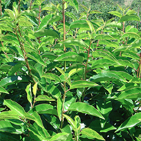 Portuguese Laurel Evergreen Instant Hedge