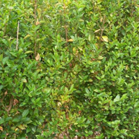 Privet Evergreen Instant Hedge