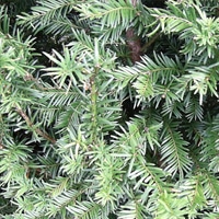 Yew Evergreen Instant Hedge