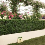 Box Instant Hedge on the David Austin Roses Show Stand at Chelsea