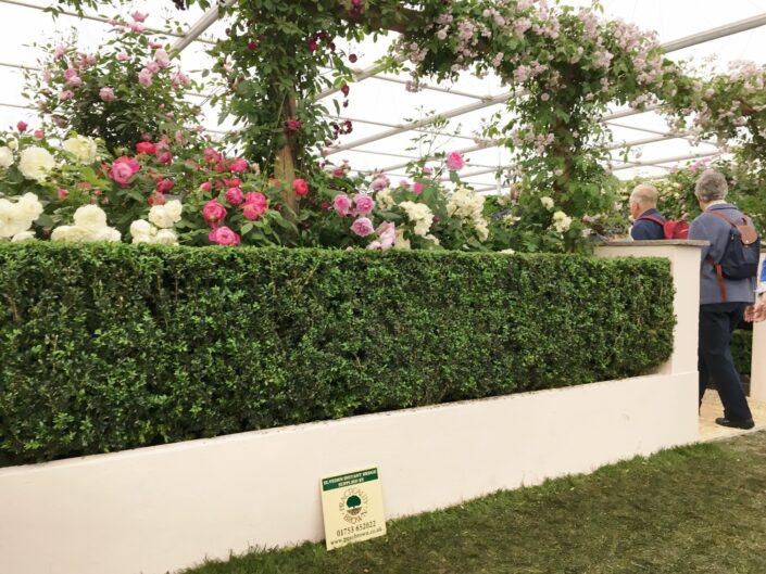 Box Instant Hedge on the David Austin Roses Show Stand at Chelsea