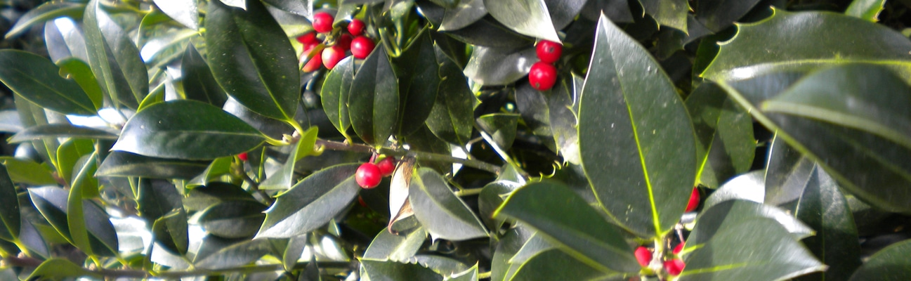 image of the leaf detail of a holly hedge