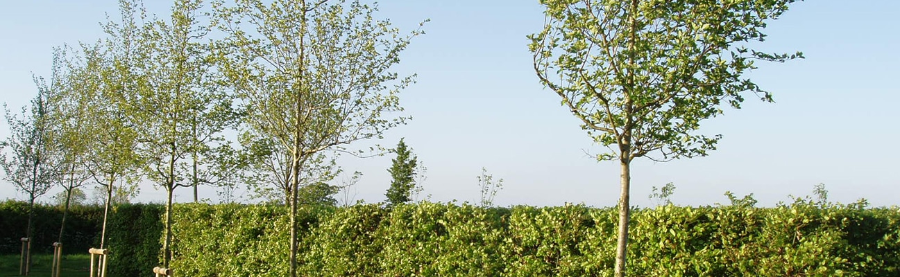 image of our instant hedge and some specimen semi mature trees