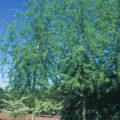Acer saccharinum 'Laciniatum Wieri' shown growing in the field in summer.