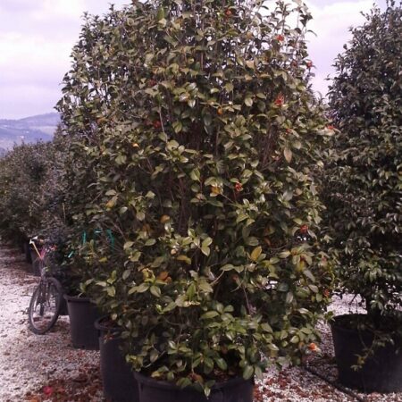 Camellia japonica growing on the nursery in a container.