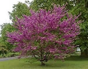 Cercis siliquastrum