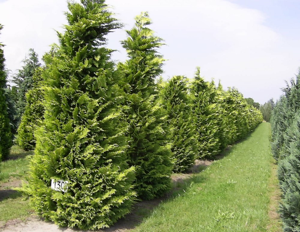 Chamaecyparis-lawsoniana-Stardust-3-4m-1