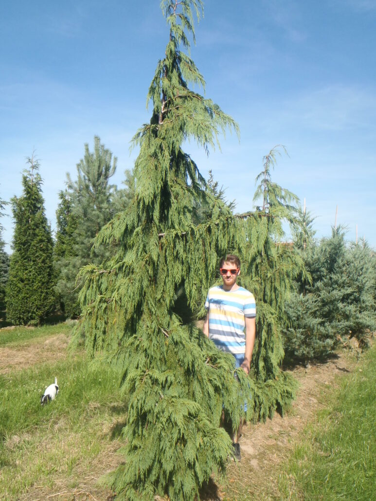 chamaecyparis nootkatensis pendula cypress weeping nootka tree pracbrown