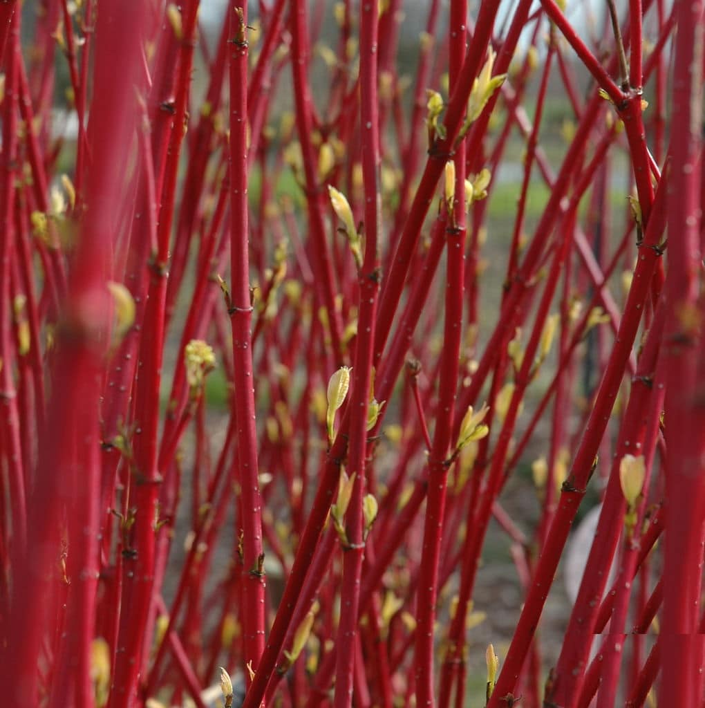 Верба краснотал. Дерен белый краснотал. Cornus Alba elegantissima. Шелюга красная краснотал. Красный Сибирика дерен.