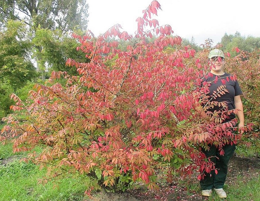 spindle tree