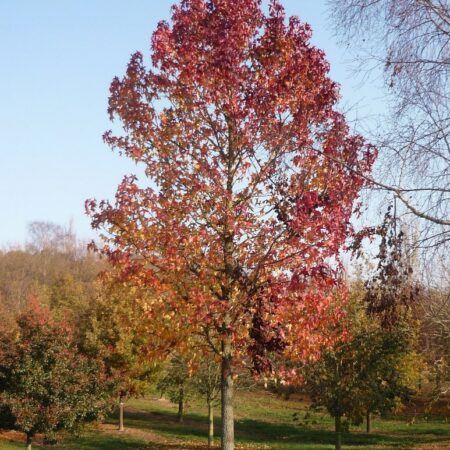 Liquidambar styraciflua