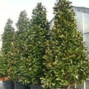 Magnolia grandiflora fully feathered