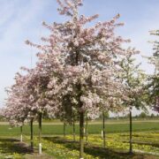 Malus floribunda growing in the field in flower in the spring.