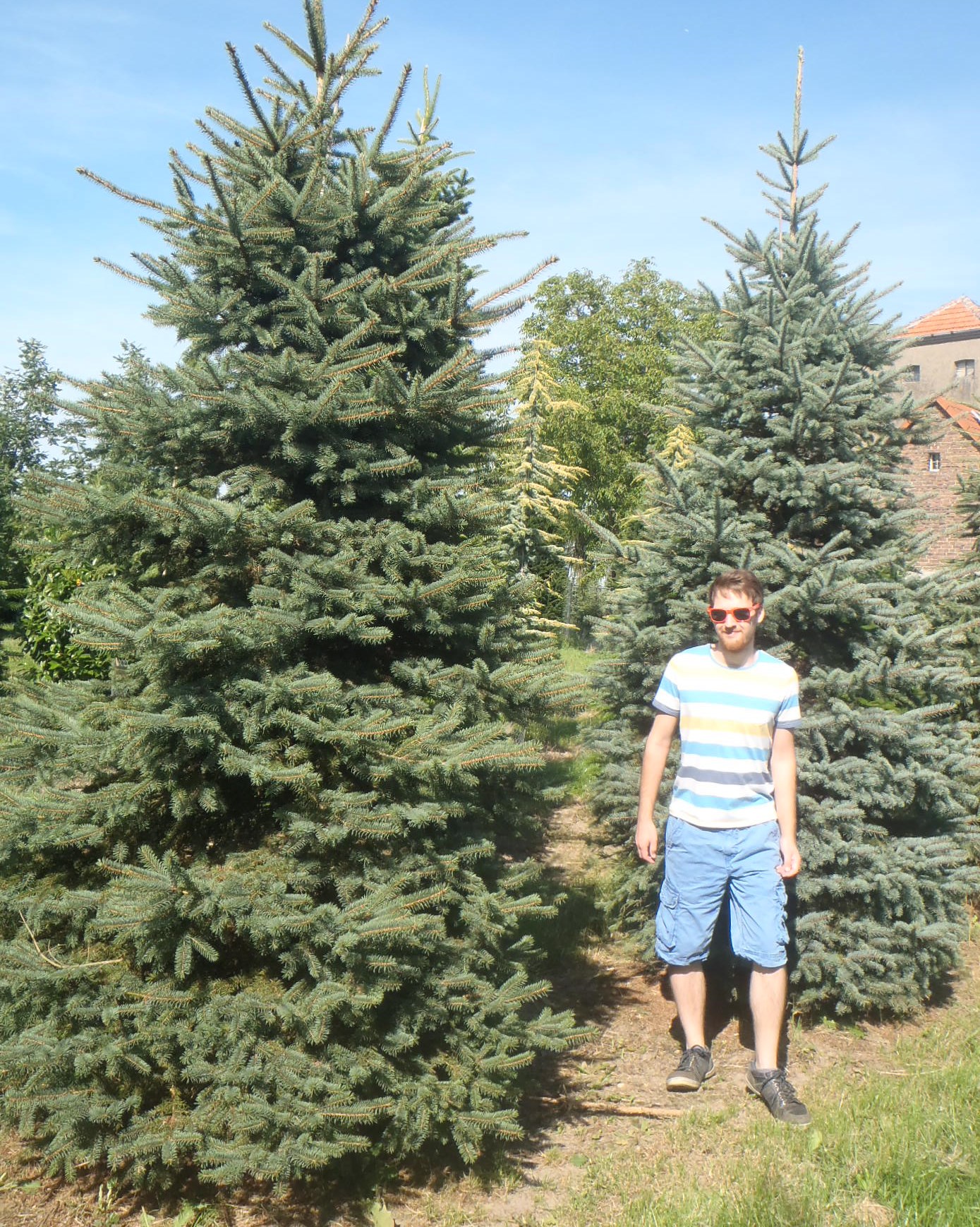 bind solopgang tit Picea pungens Glauca (Blue Spruce) Practicality Brown