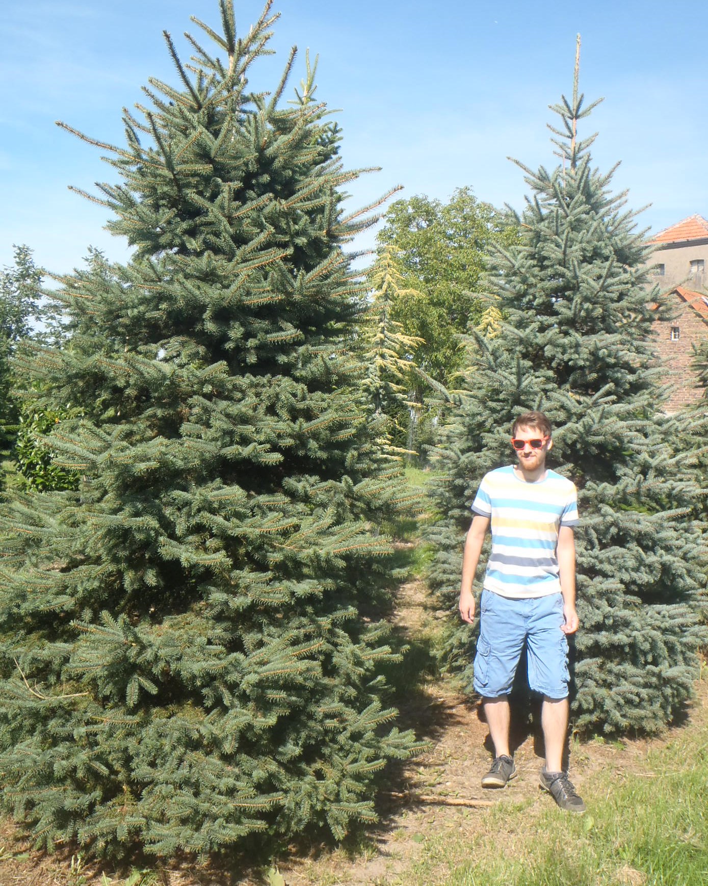 picea-pungens-glauca-blue-spruce-practicality-brown