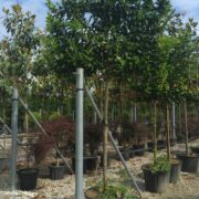 Cherry laurel pleached