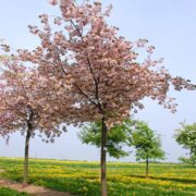 Prunus serrulata 'Shirofugen' in full flower shown growing in the field.