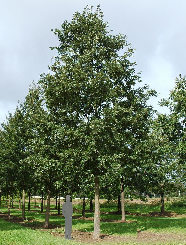 Trees for coastal areas from Practicality Brown