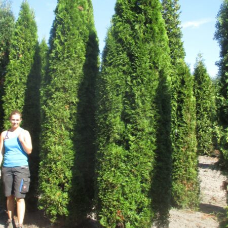 Thuja occidentalis Smaragd (White Cedar Smaragd)