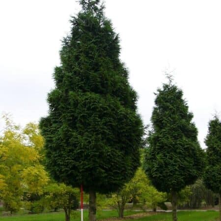 Thuja plicata Atrovirens