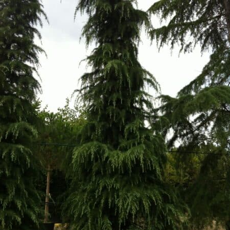 Cedrus atlantica