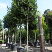 Ilex aquifolium Nellie R Stevens