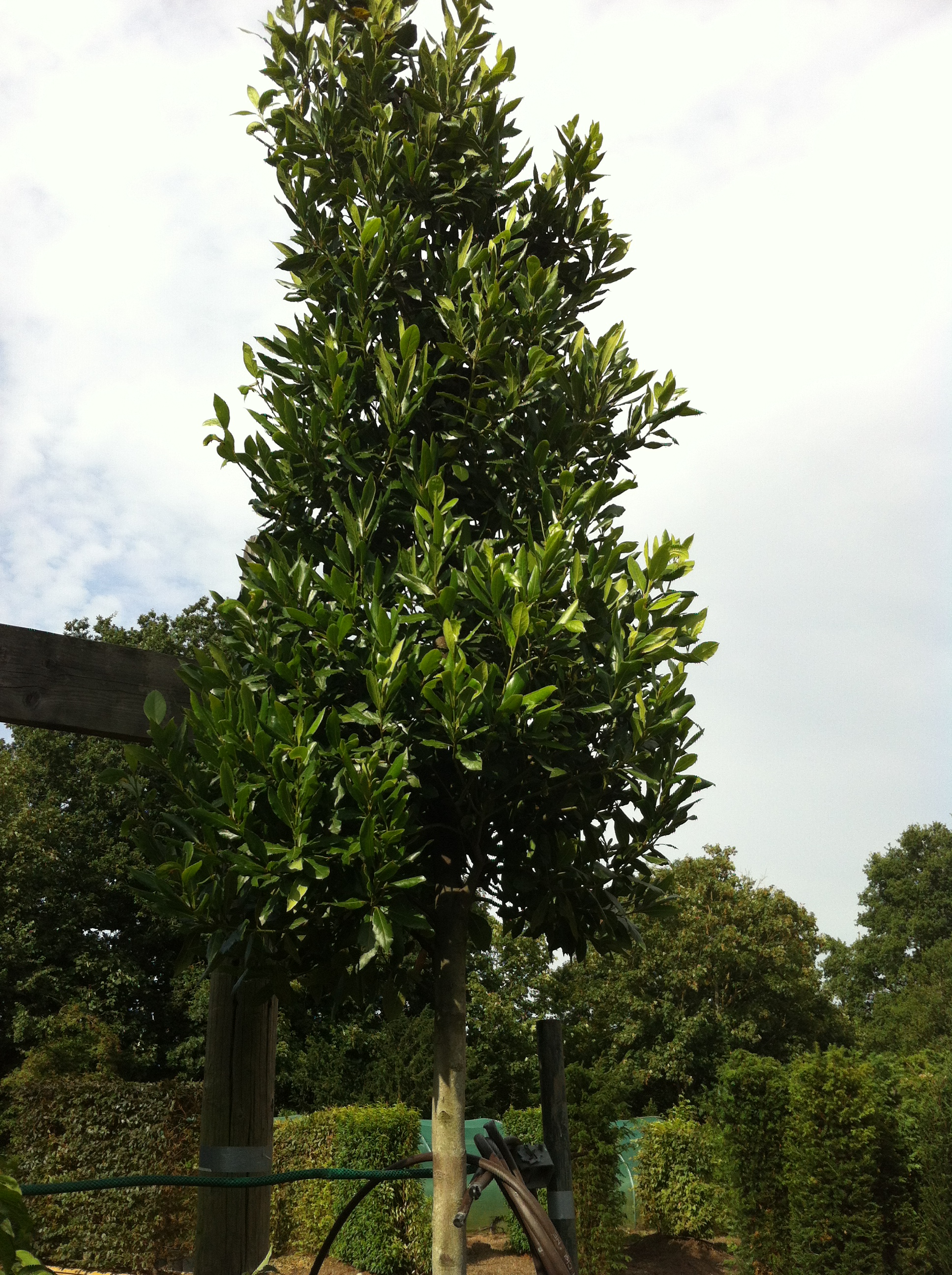 Bay tree. Лавр благородный Laurus Nobilis узколистный. Дерево Nobilis Nobilis. Лаурус Нобилис. Laurus Nobilis благоустройство.