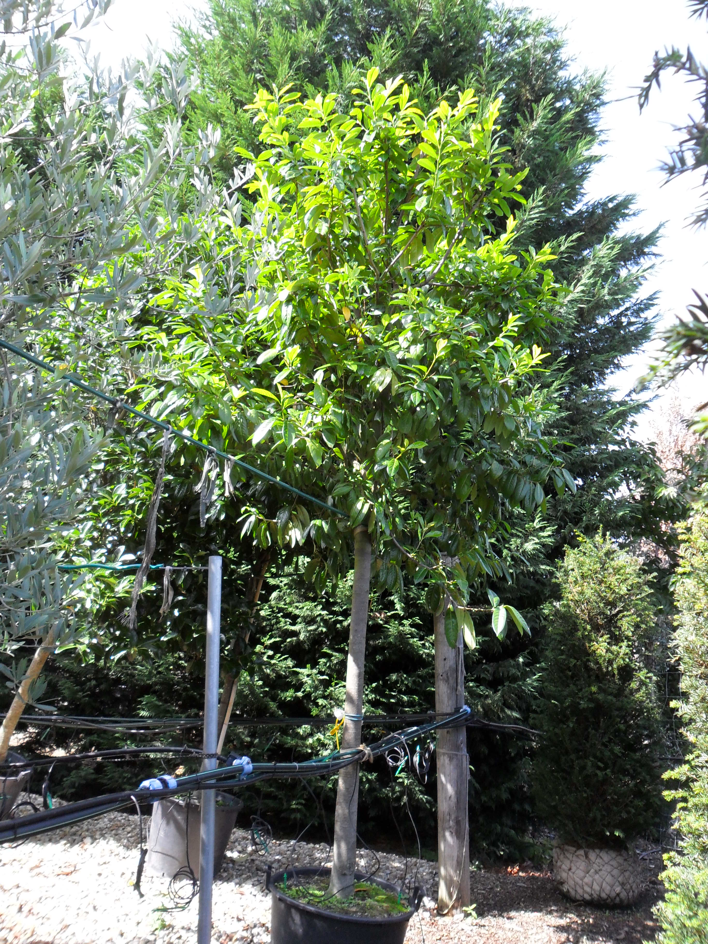 Prunus laurocerasus Novita  Cherry Laurel Novita from Practicality Brown