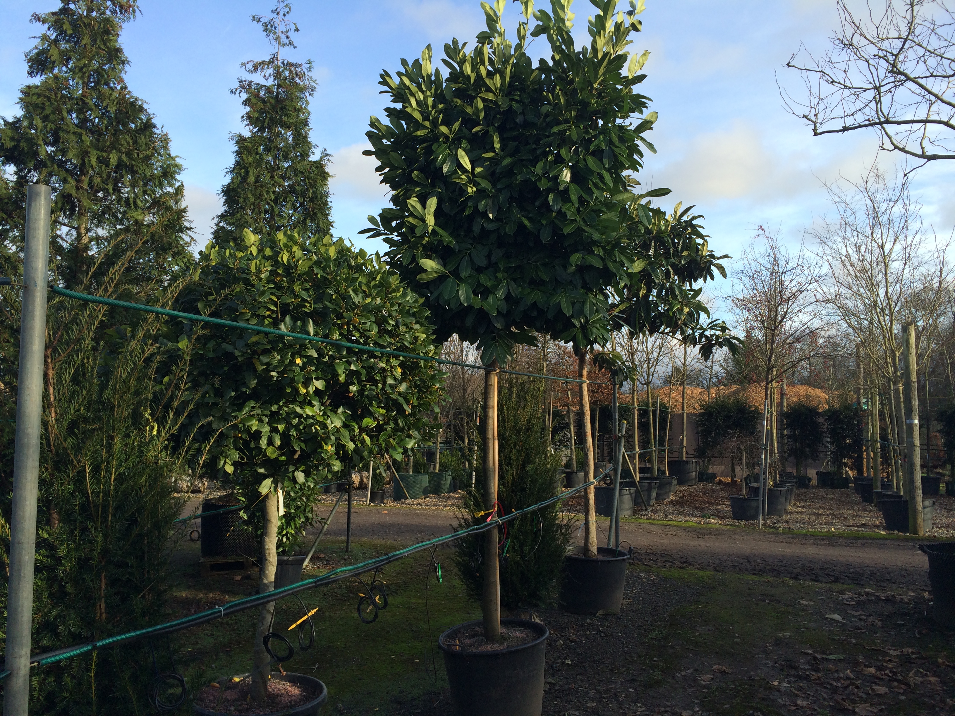 Prunus laurocerasus (Cherry Laurel) Practicality Brown