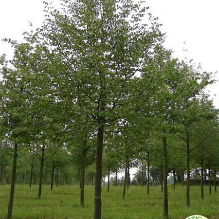 Tilia cordata - small leaved lime trees
