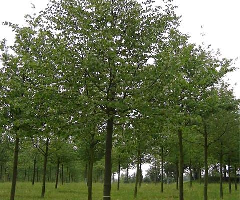 Tilia cordata - small leaved lime trees