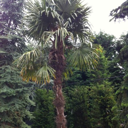 Trachycarpus fortunei or Chinese Fan Palm