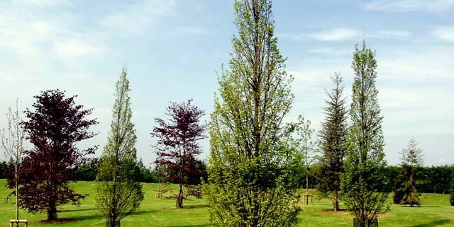 Trees specimen and semi mature