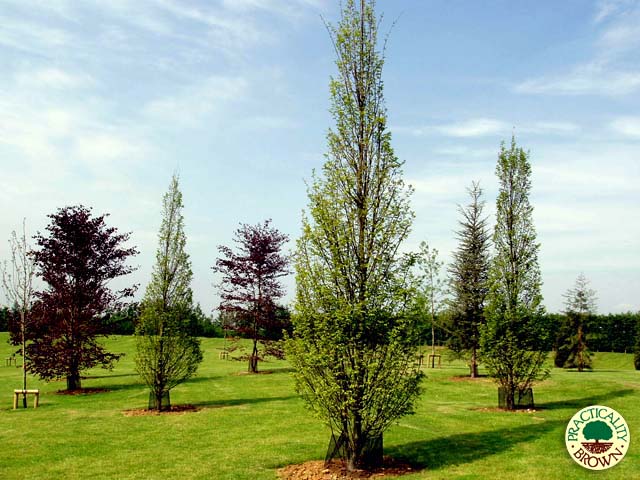 Trees specimen and semi mature