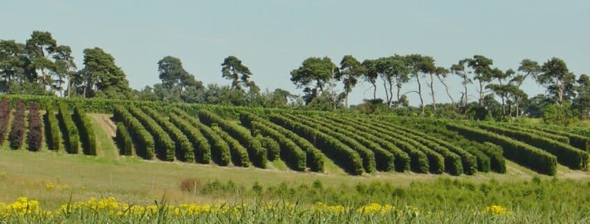 Elveden Instant Hedge