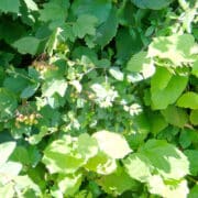 Close up of Native Mix hedge leaves