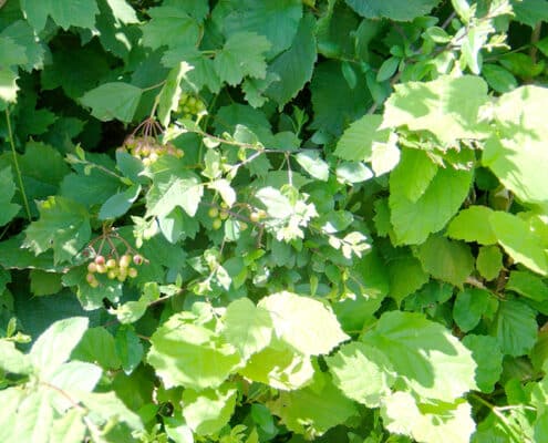 Close up of mixed native leaves