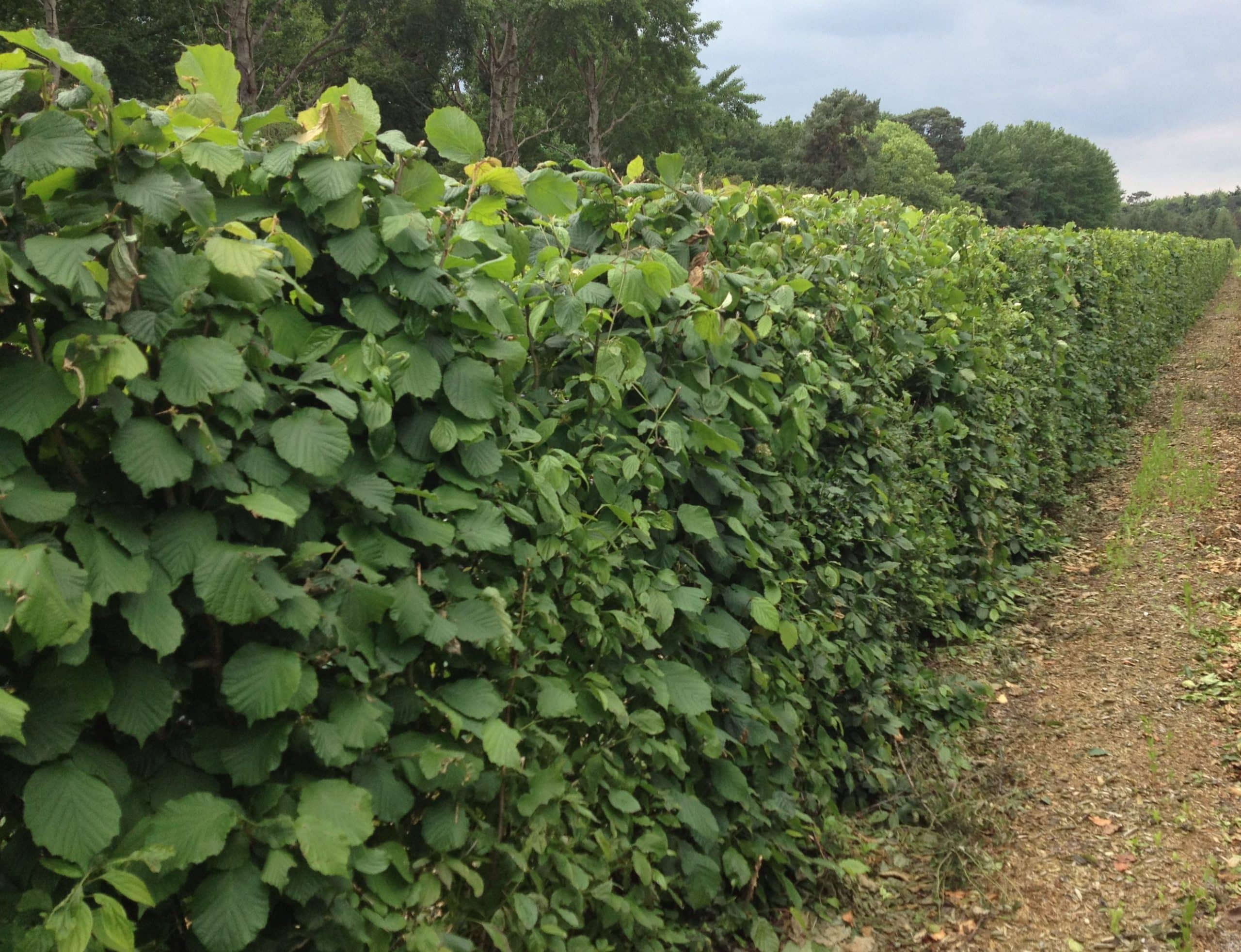 Native Mix Instant Hedging