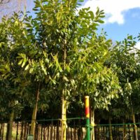 Cherry laurel is a great screening tree