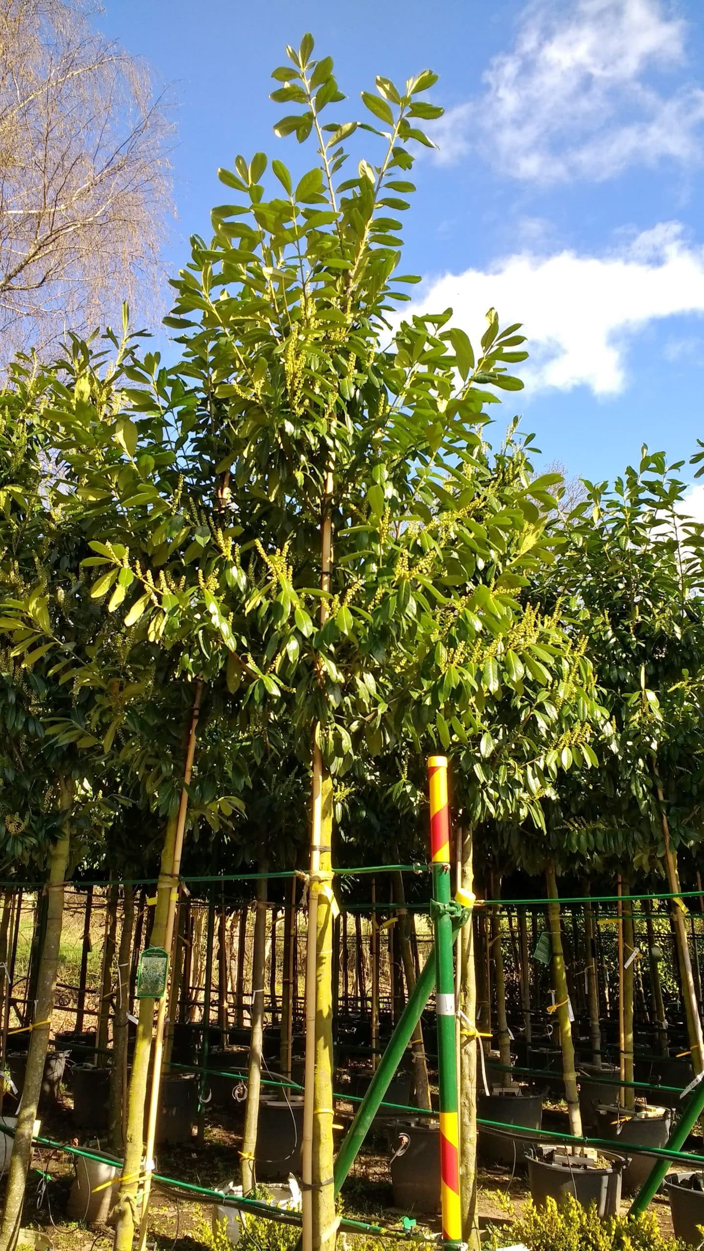 Cherry laurel is a great screening tree